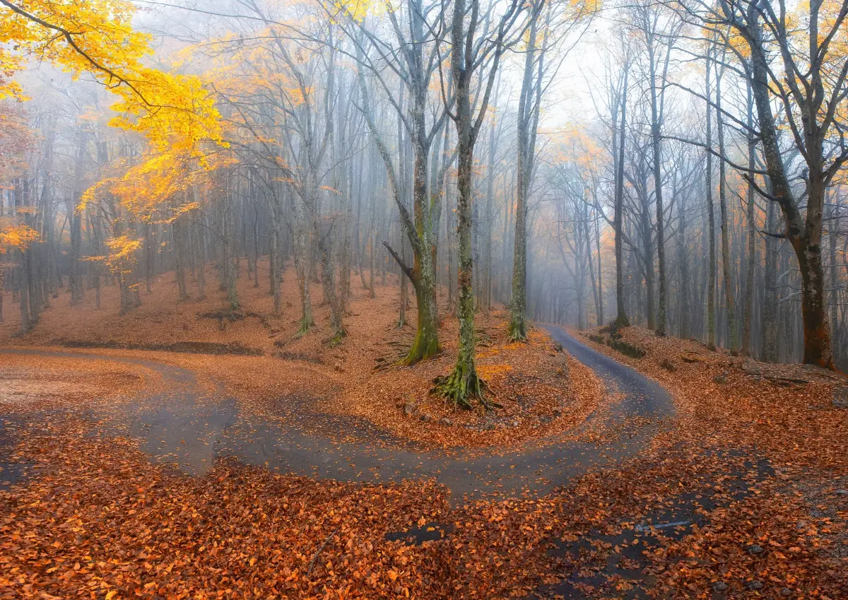 Foliage Monte Faito